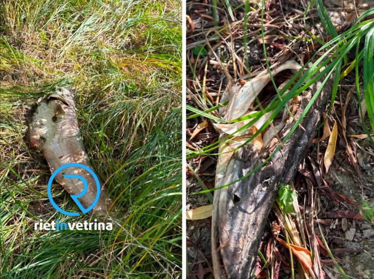 SEI TU IL REPORTER – “Trovati pesci morti zona Lago Scandarello, dove c’è la pesca no-kill. Servono maggiori controlli”