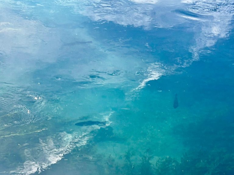 Presenza di Trote Iridee nel Canale di Santa Susanna