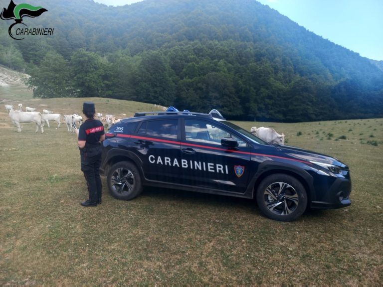 Intervento dei Carabinieri Forestali a Poggio Bustone per il contrasto al pascolo abusivo