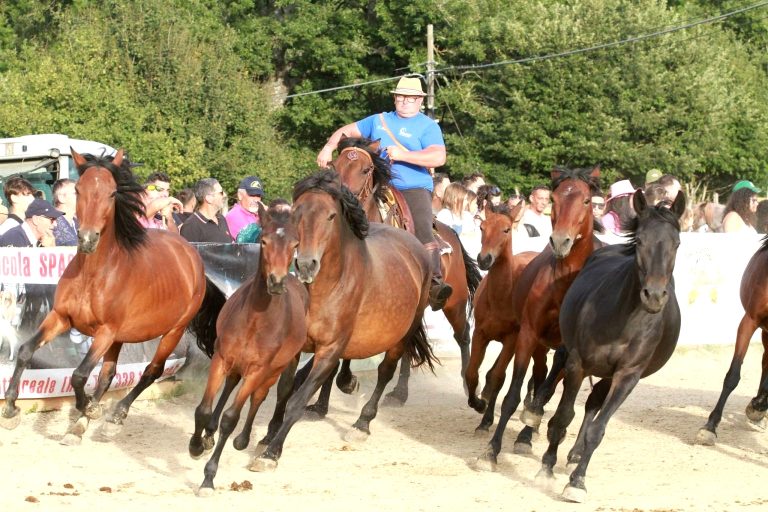 Ad Amatrice c’è la 6ª Fiera dedicata ai cavalli