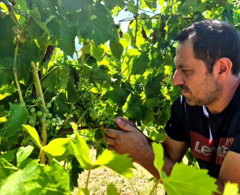 Il Cesenese Nero di Cantina Le Macchie conquista l’oro al Mondial des Vins Extrêmes 2026