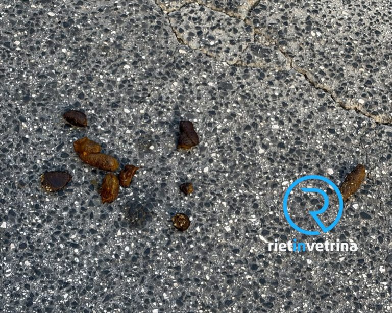 SEI TU IL REPORTER – “I bisogni dei propri cani andrebbero raccolte!
