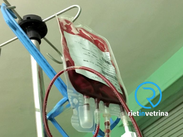 C’è carenza di sangue, servono donazioni al de Lellis. Appello della Frates