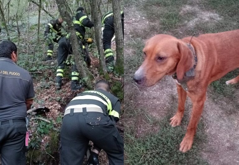 Salvati da uno stretto cunicolo due cani rimasti intrappolati nel bosco. Zara e Vespa sono tornati a casa