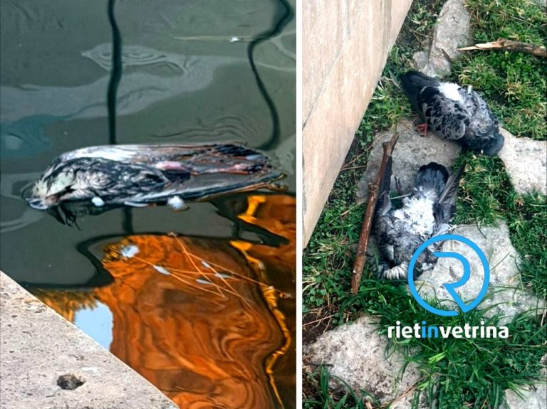 In piazza Marconi a Rieti continua la moria di piccioni e tortore. Scatta la preoccupazione per i propri animali domestici