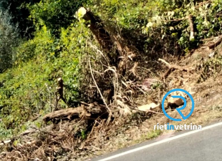 Sfoltita la vegetazione che limitava la visuale agli automobilisti zona via Fonte Cottorella segnalata su Rietinvetrina
