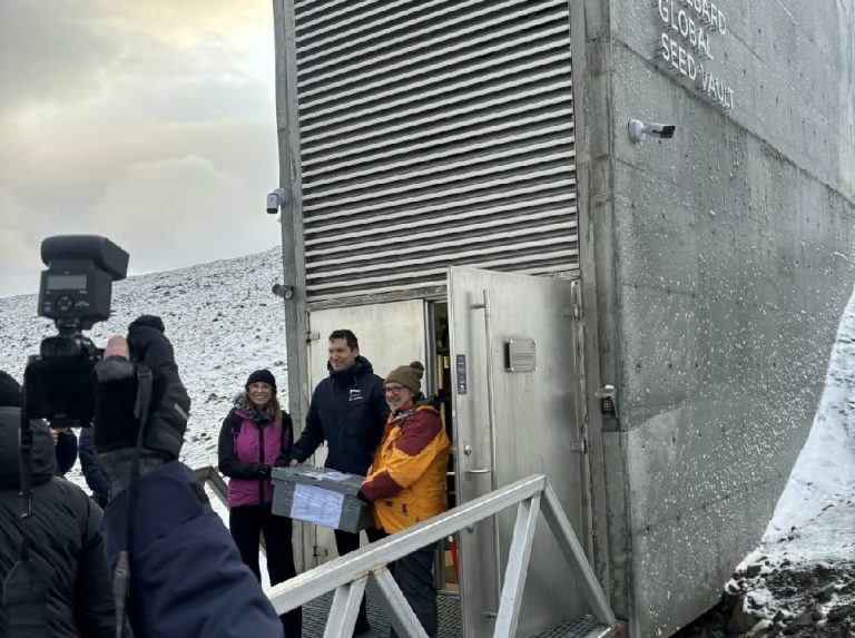 300 varietà di frumento Strampelli deposte nel caveau artico Svalbard Global Seed Vault: i complimenti di COPAGRI Lazio