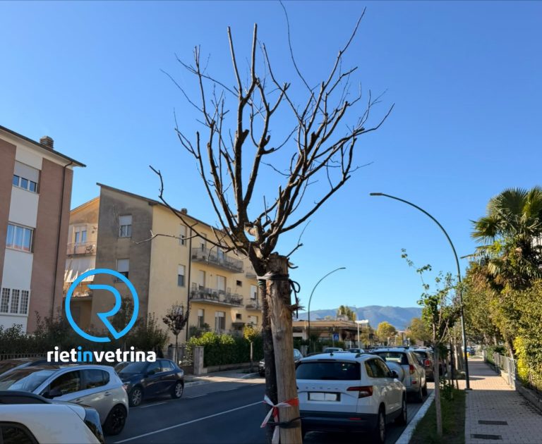 SEI TU IL REPORTER – Franco: “Almeno 20 alberi di via Borsellino sono già secchi. Come mai? Soldi spesi dei contribuenti”