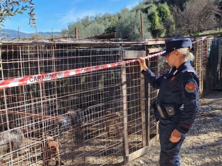 PitBull dopati per farli combattere, coinvolte 12 persone tra Rieti, Parma, Bergamo, Venezia, Pisa