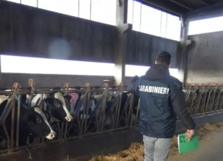 Amatrice, latte consegnato per mesi senza ricevere il pagamento: carabinieri denunciano per truffa e insolvenza fraudolenta i responsabili di una cooperativa